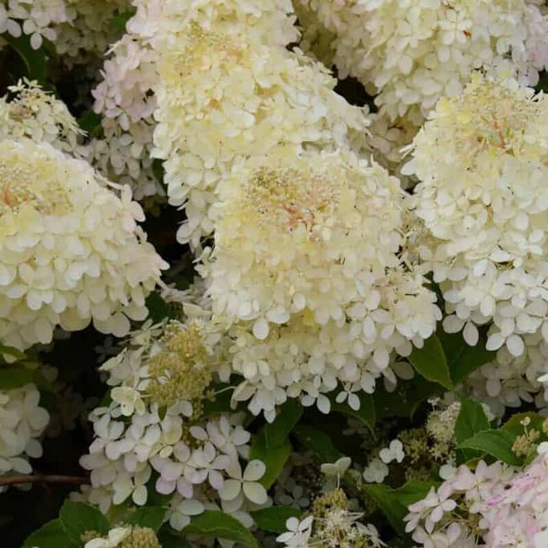 Hydrangea paniculata 'Phantom' 150-175 cm